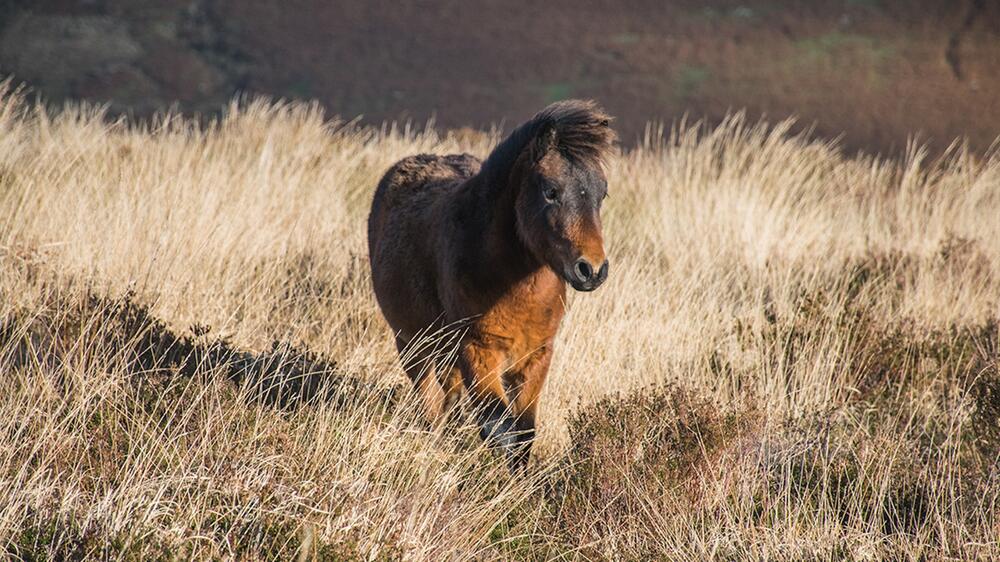 Den Namen fürs Pony zu finden, ist schwierig.