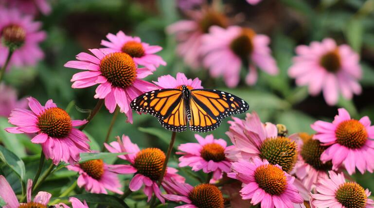 Gartenpflanzen und Schmetterling