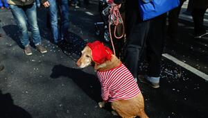 Ein verkleideter Hund sitzt beim Karneval auf der Straße