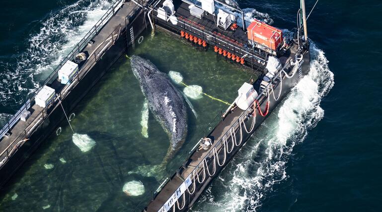 Wal in einem gefluteten Lastschiff 