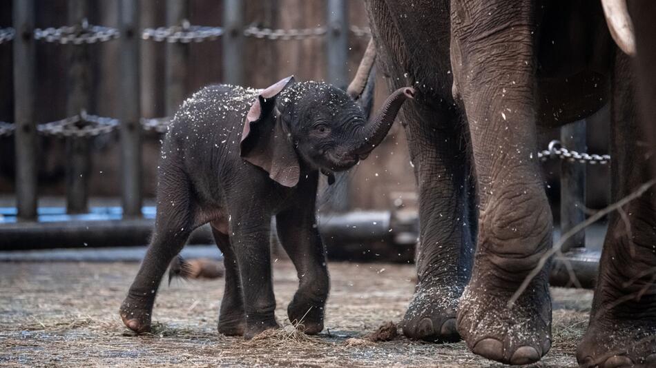 Zoo stellt den am Freitag geborenen Elefanten "Tsavo" vor