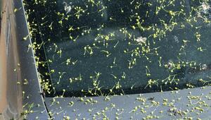 Fahrzeug mit Lindenblüten und Honigtau.