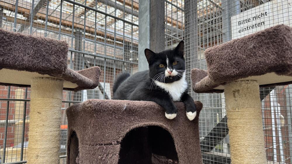 Katze im Tierheim sucht ein neues Zuhause.