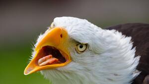 Ein Weißkopfseeadler mit offenem Schnabel.