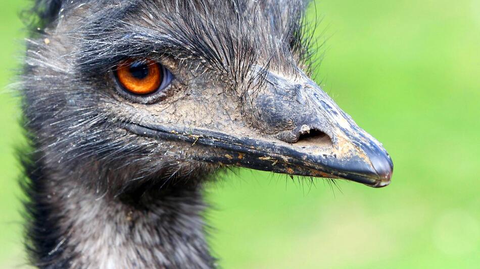 Emu