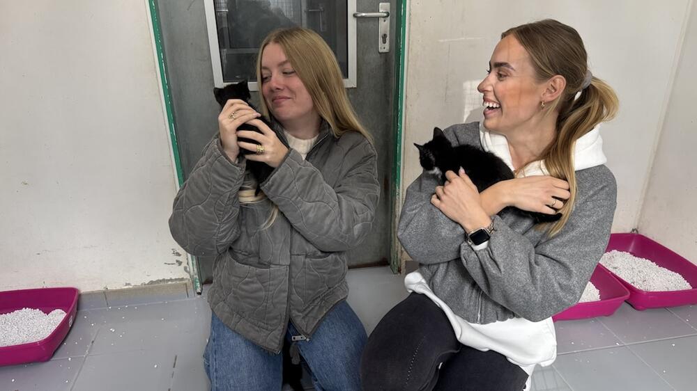 Kitten in der Quarantäne-Station.