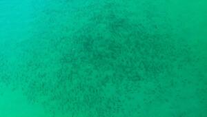 Trübe Aussichten: Tausende Haie schwimmen näher an Floridas Strände heran