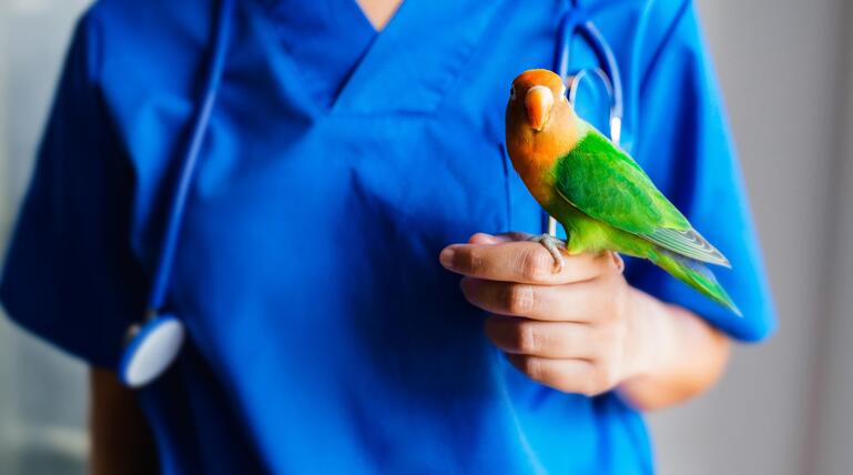 Tierärztin mit Turteltauben-Papagei auf der Hand