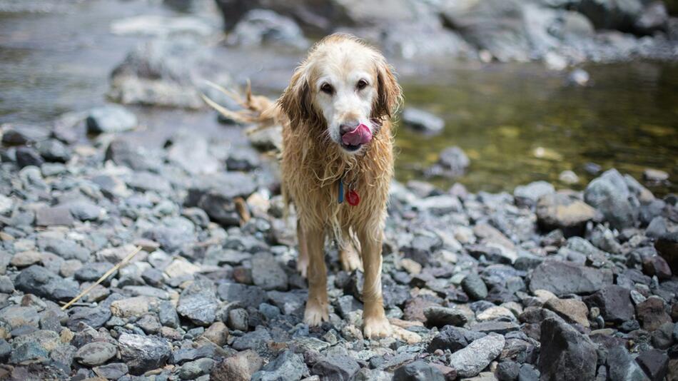 Hund wird von Hundekumpel vorm Ertrinken gerettet.