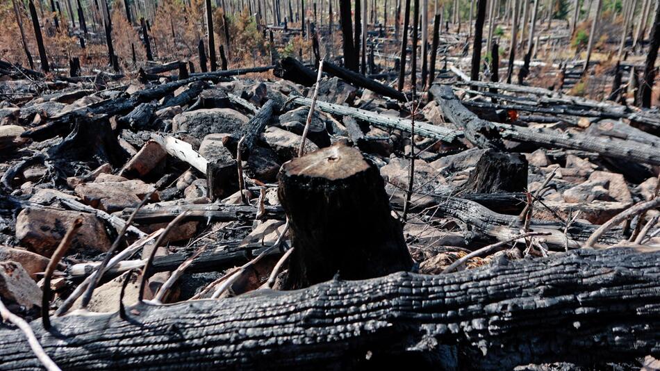 Nach Waldbrand am Königsberg