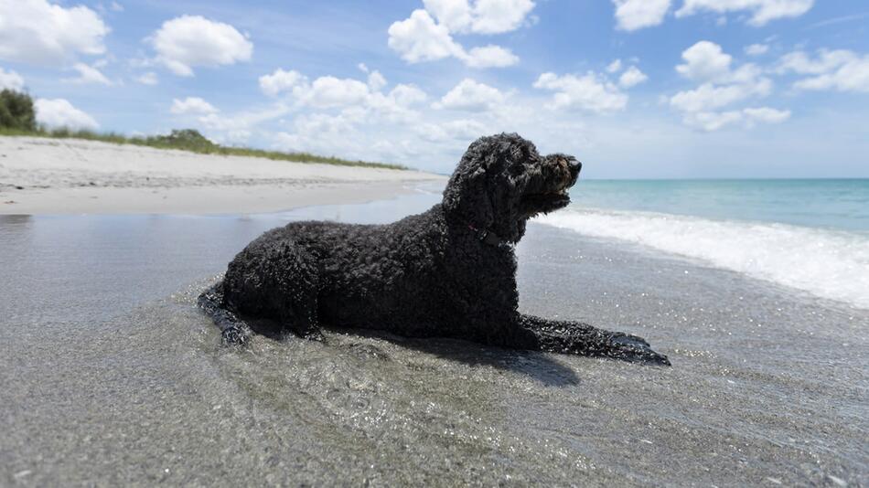 Urlaub mit Hund an Ostsee kann bald teuer werden.