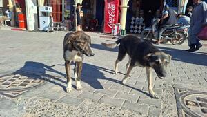 Stra&Atilde;enhunde in Marokko