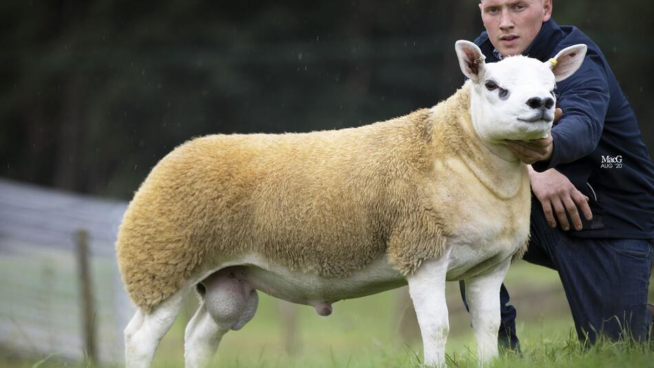 Das teuerste Schaf der Welt
