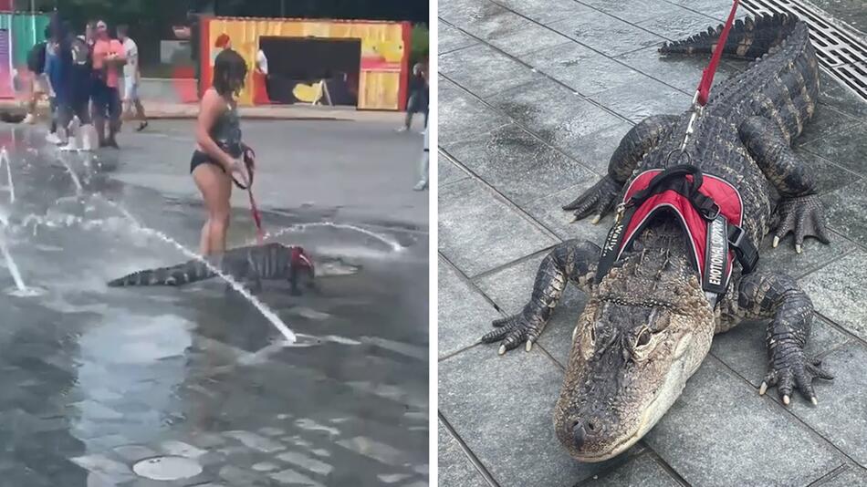 Mädchen führt Alligator spazieren