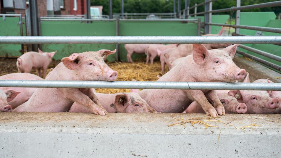 Schweinehalter in Niedersachsen in Sorge