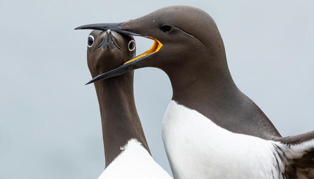Nikon Comedy Wildlife Awards, Brillenmöwe nimmt den Kopf einer anderen in den Schnabel