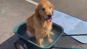 Golden Retriever badet in winziger Schubkarre – und flippt völlig aus