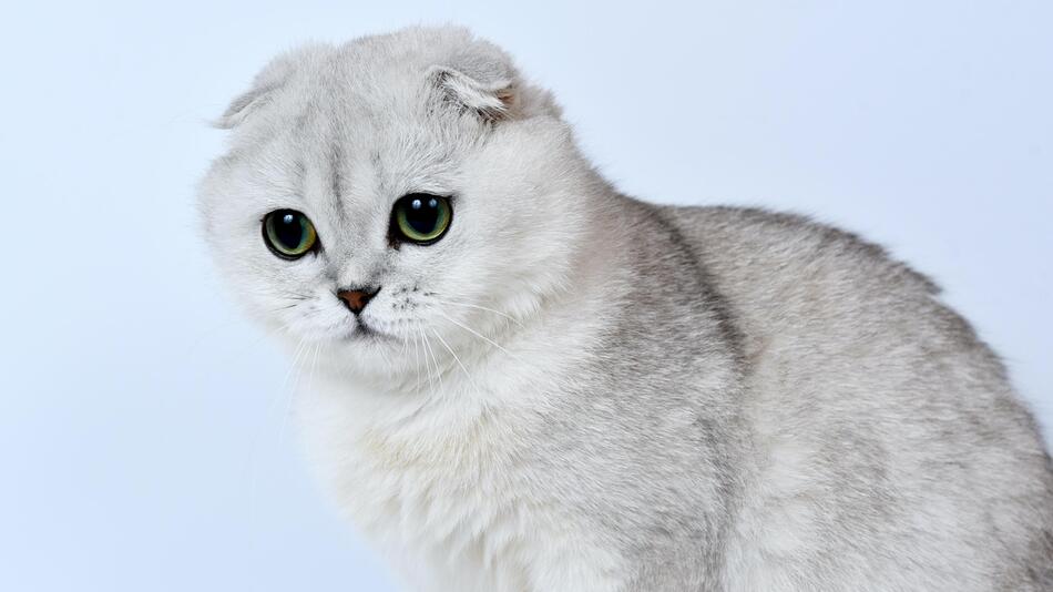 Darum ist die Scottish Fold eine Qualzucht.