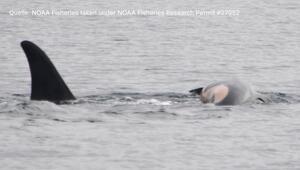 Herzzerreißende Bilder: Orca-Weibchen trauert um totes Kalb