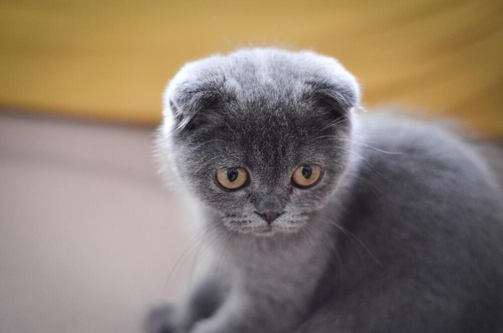 Scottish Fold: deformiert und unheilbar krank.