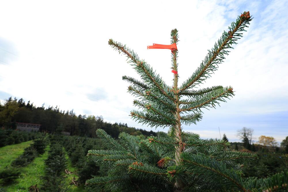 Weihnachtsbaumhof