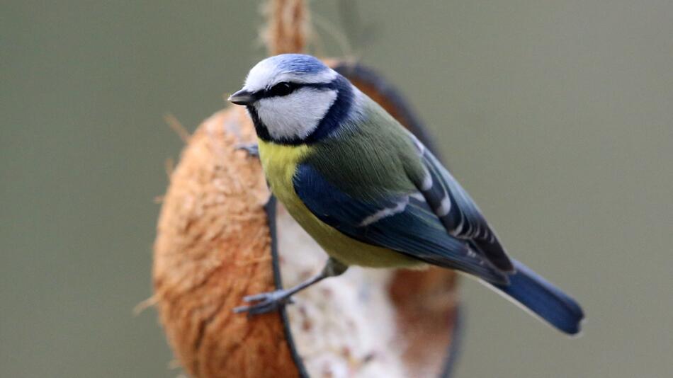 Eine Blaumeise sitzt auf einer Kokusnuss