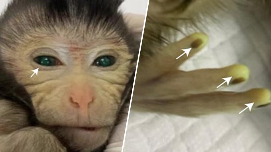 grüne Fluoreszenzsignale in verschiedenen Körperteilen des lebend geborenen chimären Affen