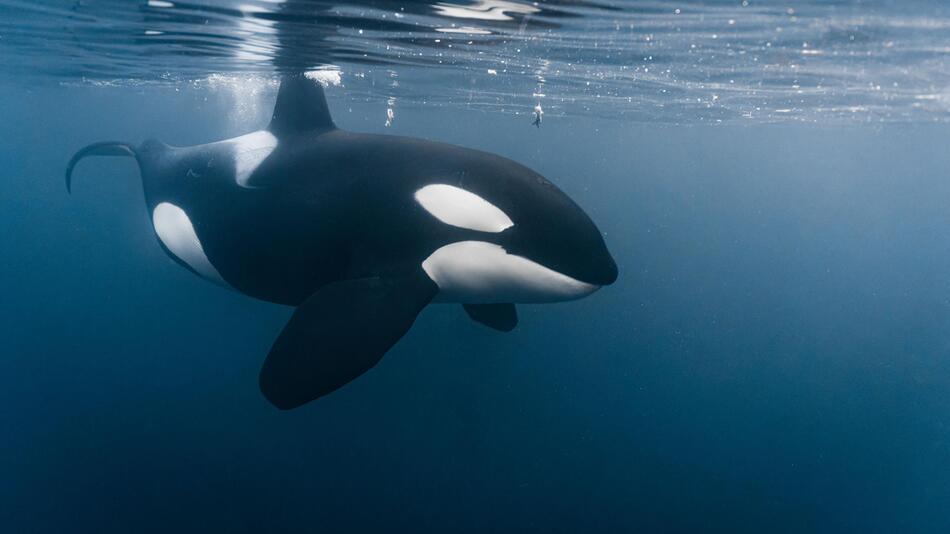 Orcas