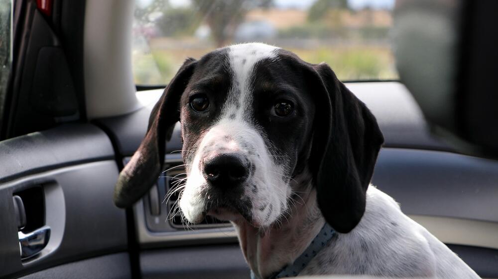 Hunde bei Hitze im Auto lassen ist Tierquälerei.