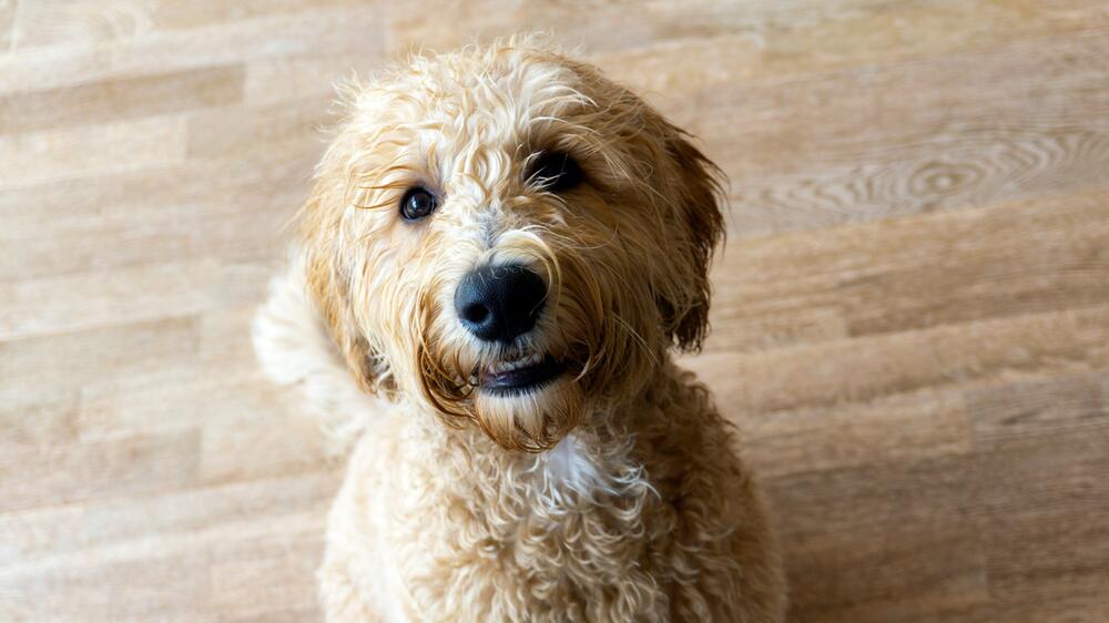 Labradoodle sind auch gut bei Allergien.