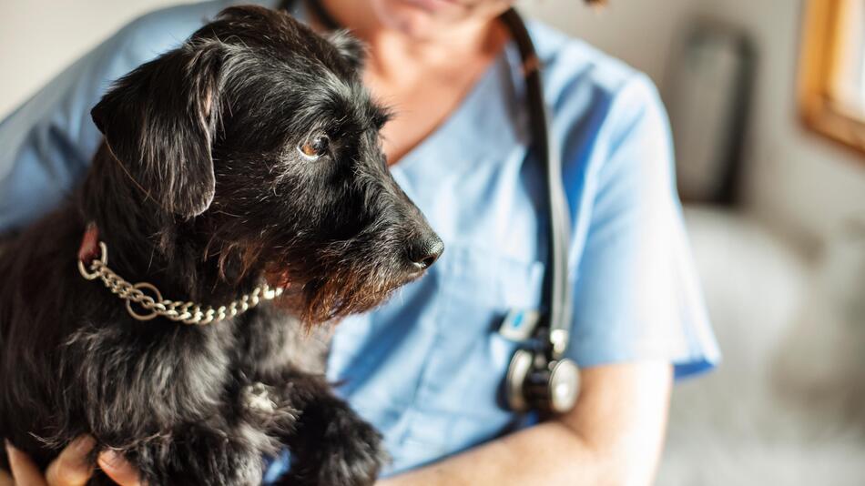 Hund bei einer Tierärztin