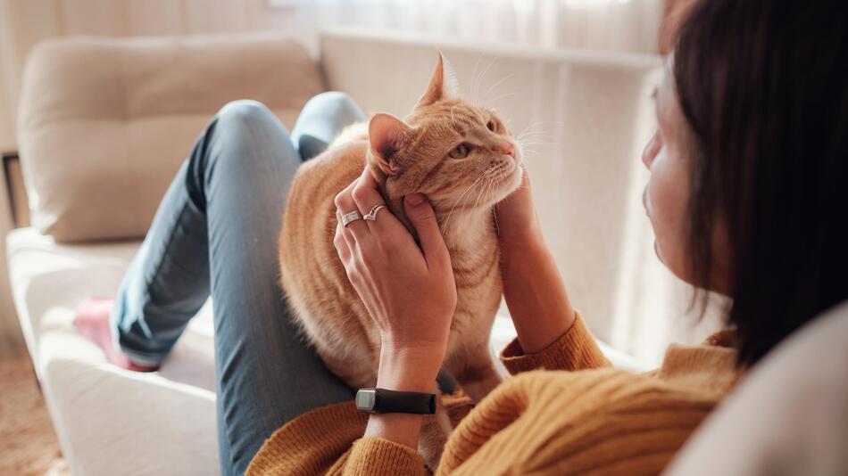 Was deine Katze wirklich von dir braucht
