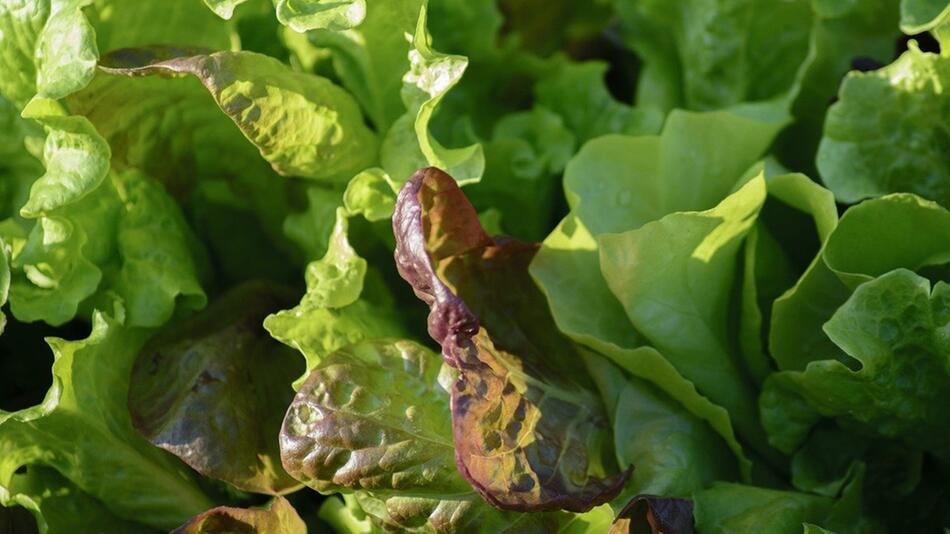pflücksalat pflanzen