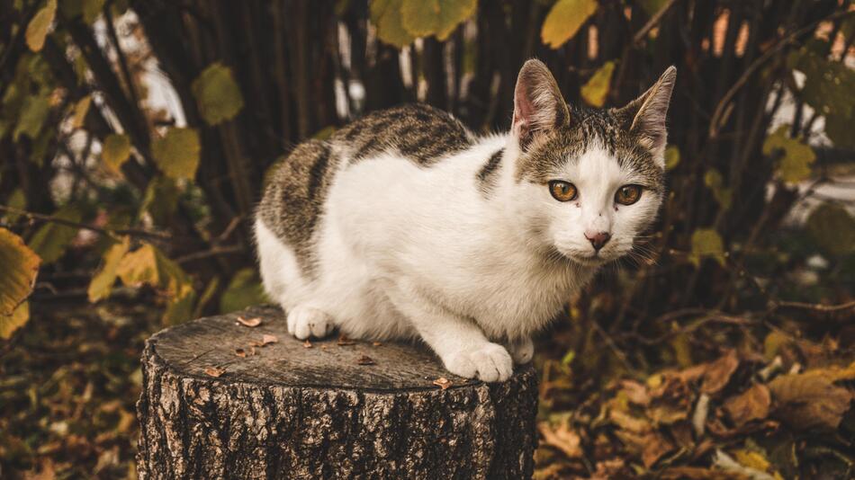 Im Herbst ändert sich für Katzen so einiges.