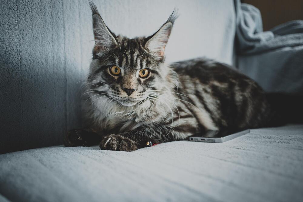 Maine Coons werden bis zu neun Kilogramm schwer.