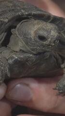 Vierfaches Wunder im Philadelphia Zoo: Galapagos-Schildkrötenbabys feiern Debüt