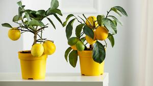 Zitronenbaum
