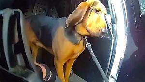 Spürnase „Boomer“: Polizeihund findet vermissten 96-Jährigen in Florida