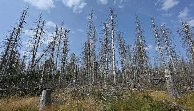 Vertrocknete Bäume in einem Wald im Harz