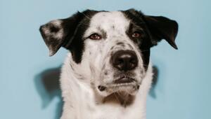 Studie: Schlecht gelaunte Hunde sind intelligenter