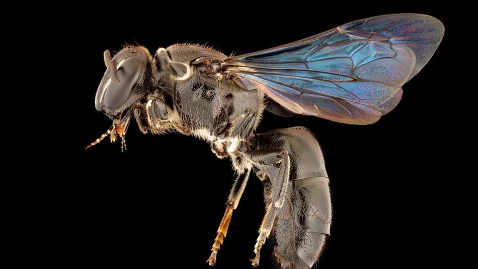 Seit 100 Jahren verschollene Bienenart "Pharohylaeus lactiferus" in Australien entdeckt