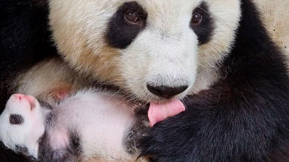 Panda-Zwillinge im Berliner Zoo