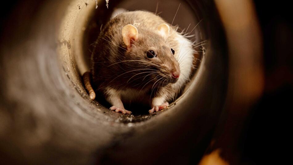 Hausmaus