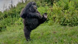 Nikon Comedy Wildlife Awards