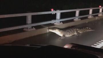 Krokodil, Autobahn, Autobahnbrücke, Queensland, Australien