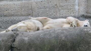 Eisbären, Tiergarten Hellabrunn
