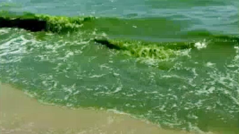 grünes Meer