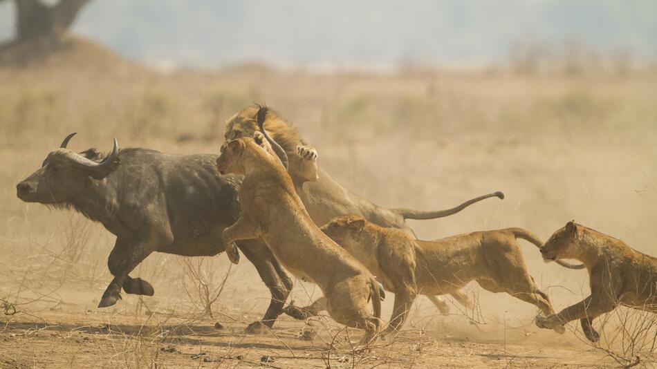 Löwen jagen Büffel