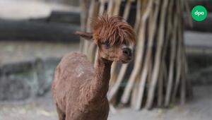 Fetzige Frisur gegen die Hitze - Alpaka-Schur im Tierpark
