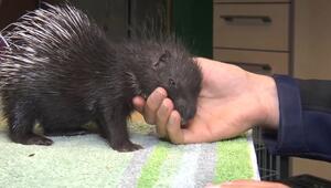 Stachlige Angelegenheit: Tierparkleiter zieht Stachelschwein-Baby groß